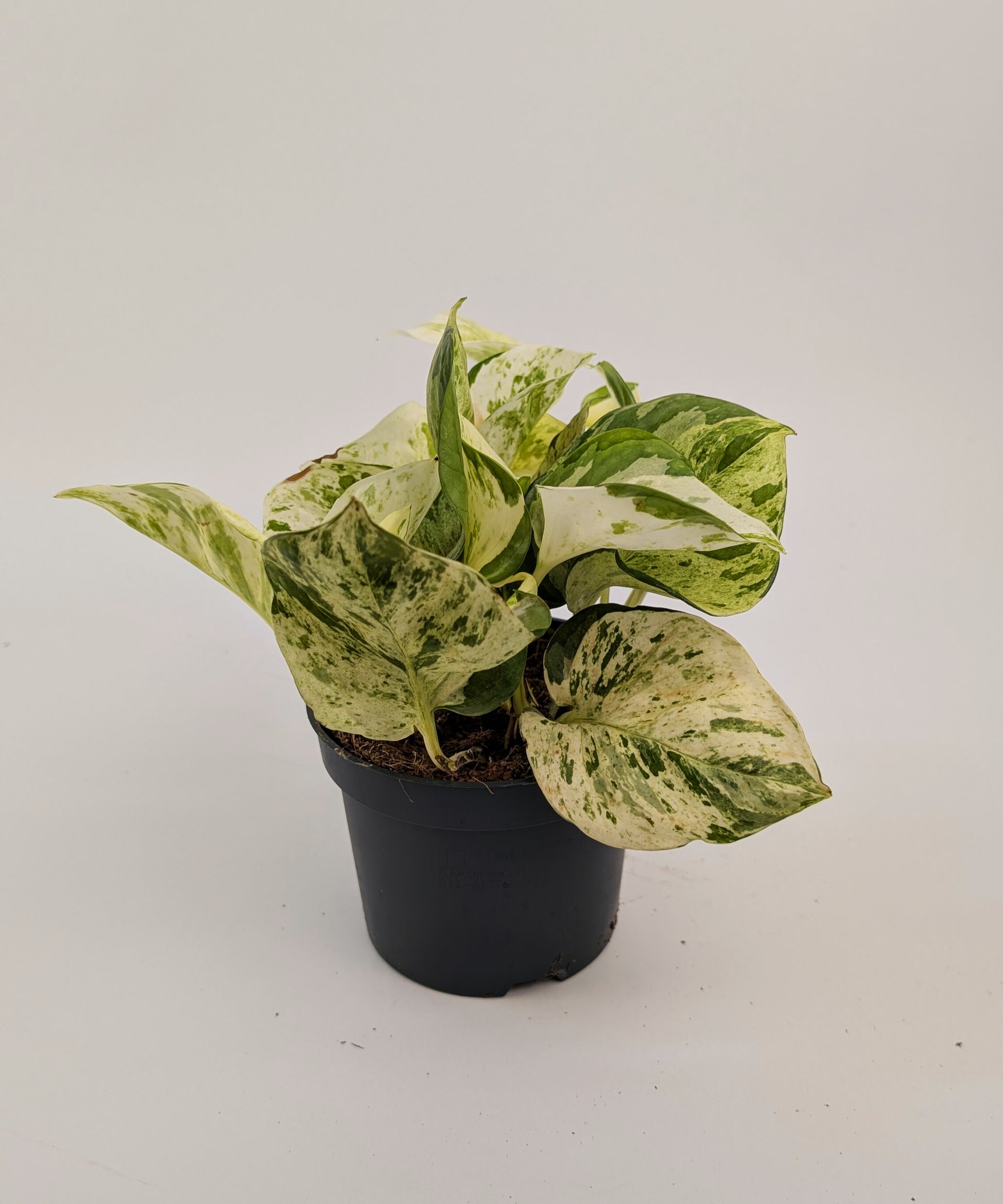 Epipremnum Happy Leaf Pothos 12cm Pot Houseplant