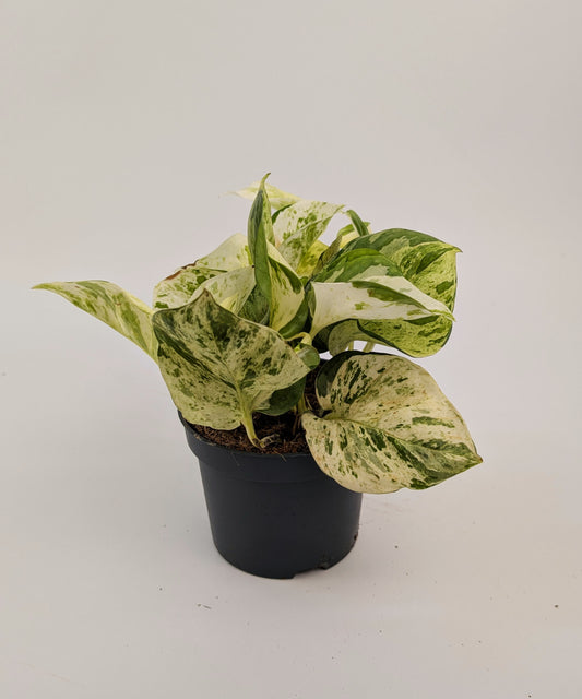 Epipremnum Happy Leaf Pothos 12cm Pot Houseplant