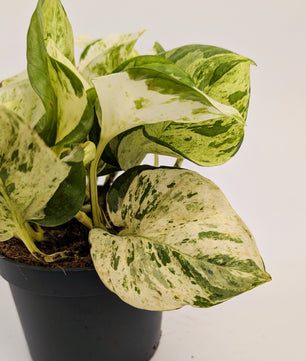 Epipremnum Happy Leaf Pothos 12cm Pot Houseplant
