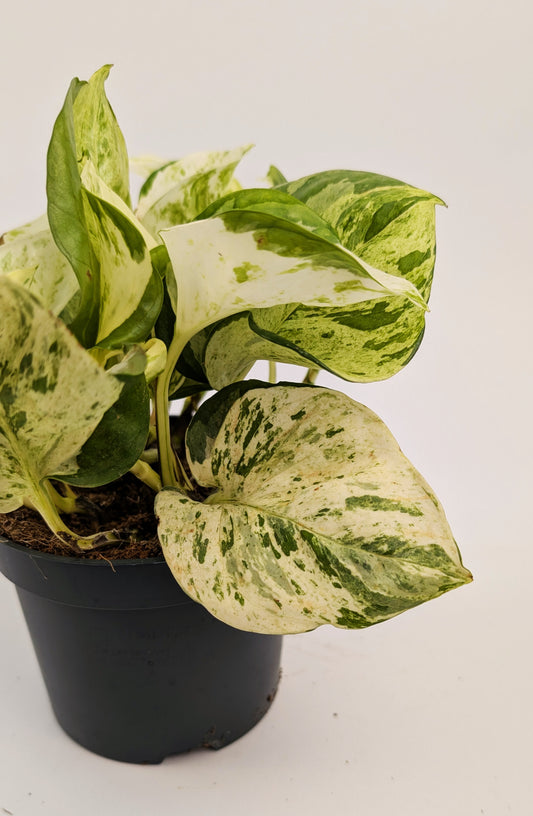 Epipremnum Happy Leaf Pothos 12cm Pot Houseplant