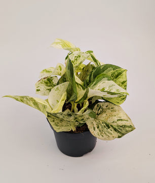 Epipremnum Happy Leaf Pothos 12cm Pot Houseplant