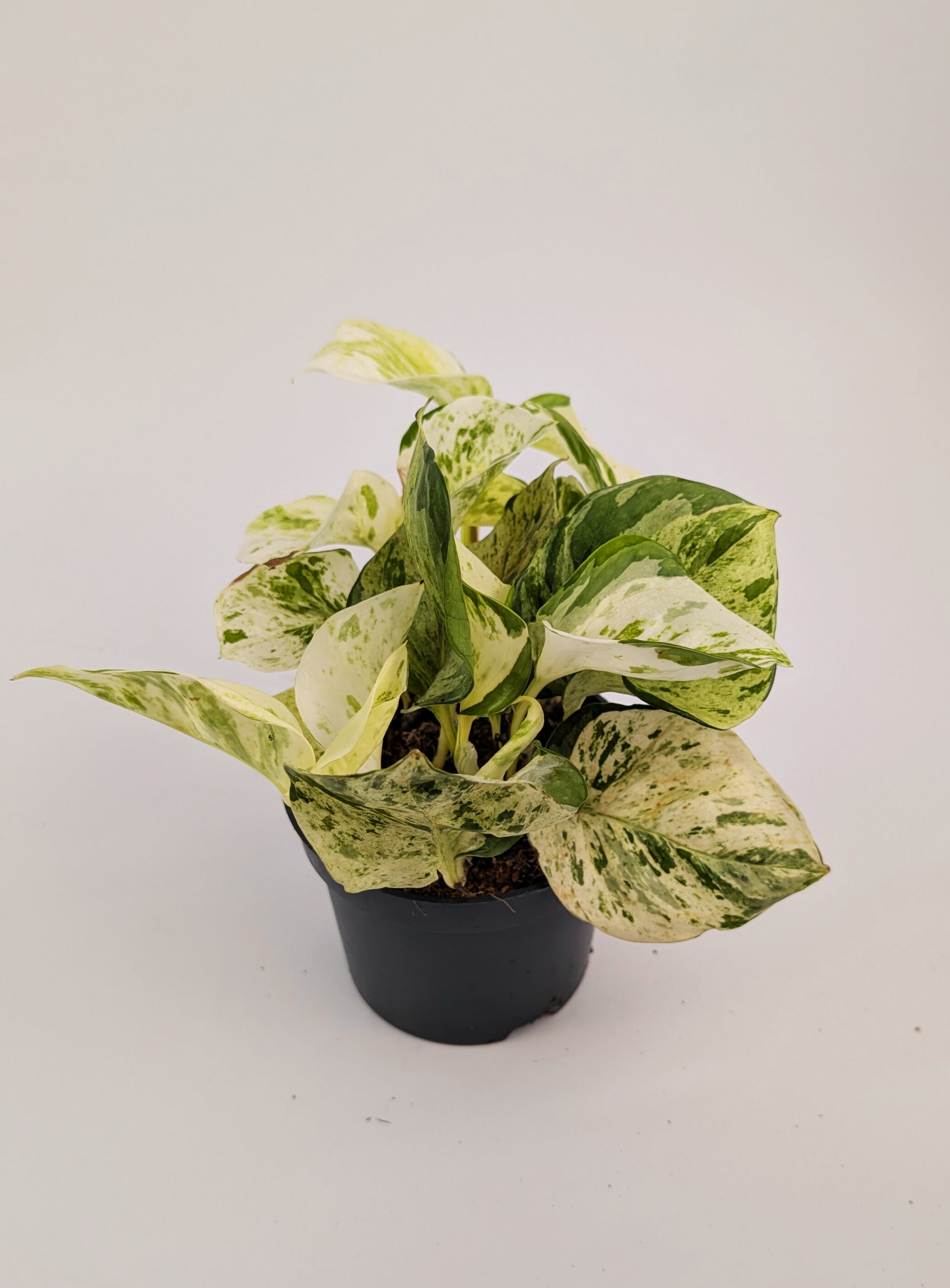 Epipremnum Happy Leaf Pothos 12cm Pot Houseplant