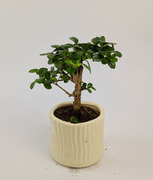 15 - 20cm Carmona Microphylla Indoor Bonsai Tree in 9cm Decorative Ceramic Pot