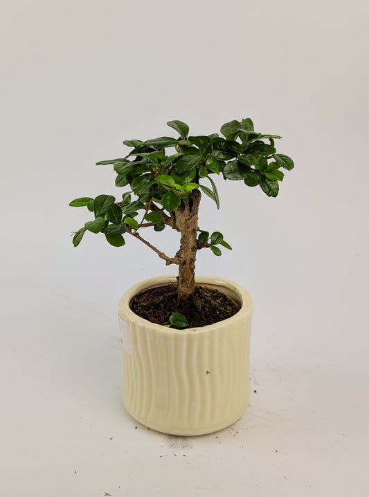 15 - 20cm Carmona Microphylla Indoor Bonsai Tree in 9cm Decorative Ceramic Pot