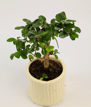 15 - 20cm Carmona Microphylla Indoor Bonsai Tree in 9cm Decorative Ceramic Pot