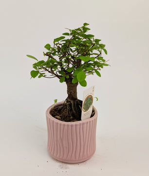 15 - 20cm Bonsai Zelkova Indoor Tree in 9cm Decorative Ceramic Pot