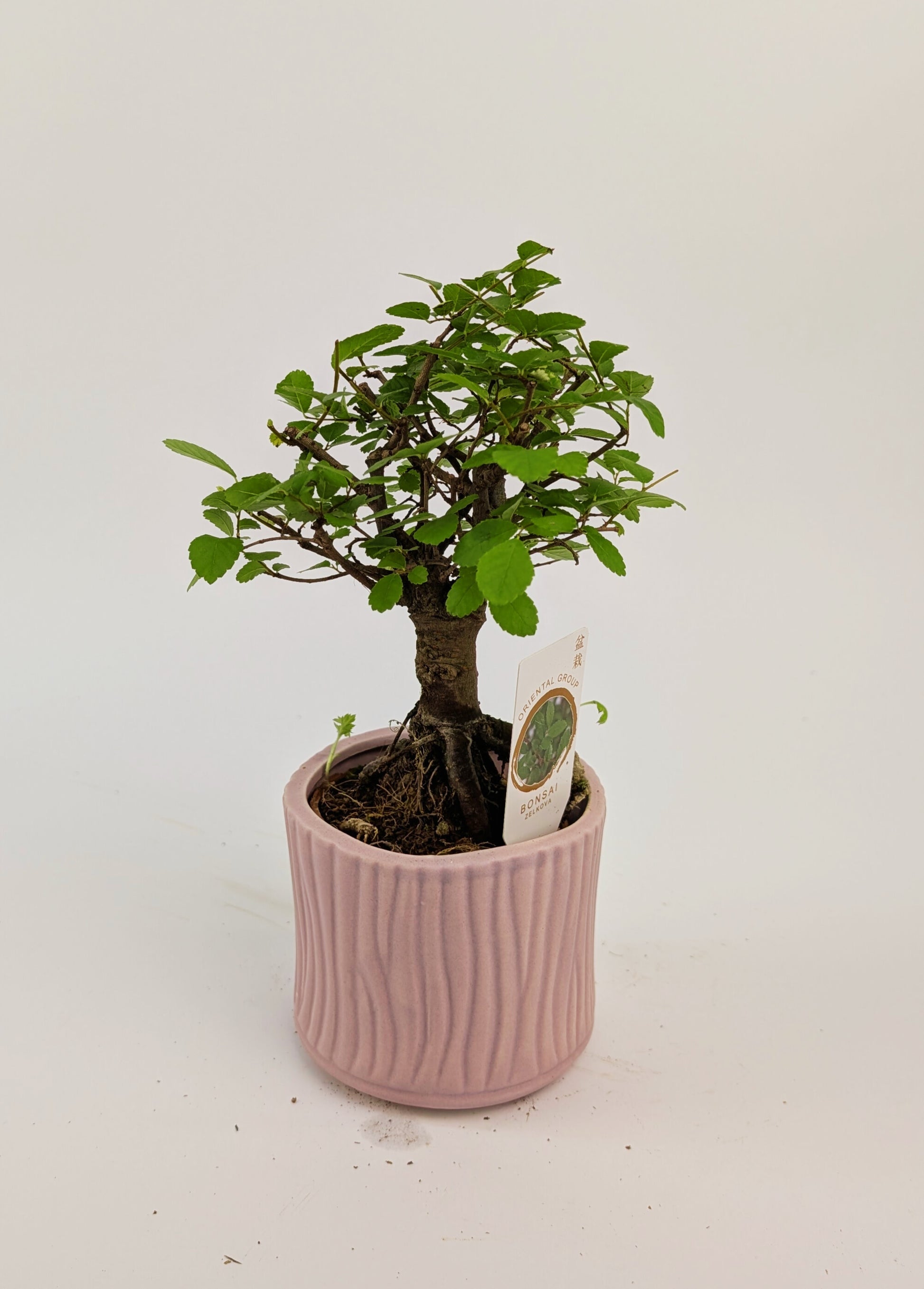 15 - 20cm Bonsai Zelkova Indoor Tree in 9cm Decorative Ceramic Pot