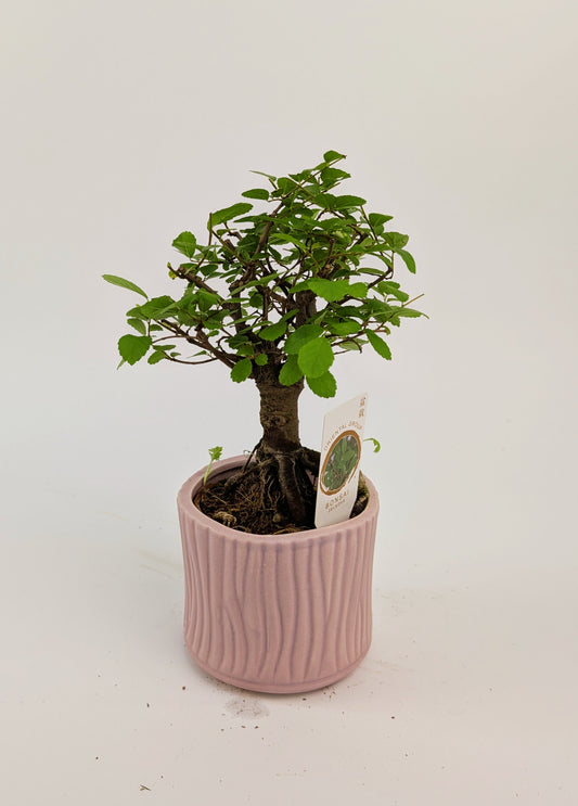 15 - 20cm Bonsai Zelkova Indoor Tree in 9cm Decorative Ceramic Pot