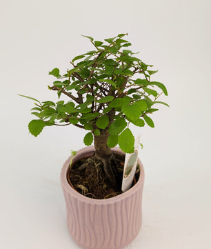 15 - 20cm Bonsai Zelkova Indoor Tree in 9cm Decorative Ceramic Pot