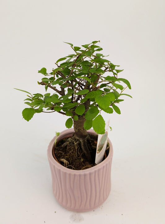 15 - 20cm Bonsai Zelkova Indoor Tree in 9cm Decorative Ceramic Pot