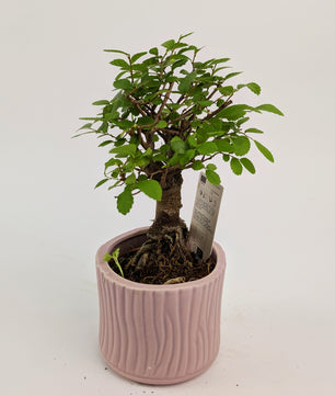 15 - 20cm Bonsai Zelkova Indoor Tree in 9cm Decorative Ceramic Pot