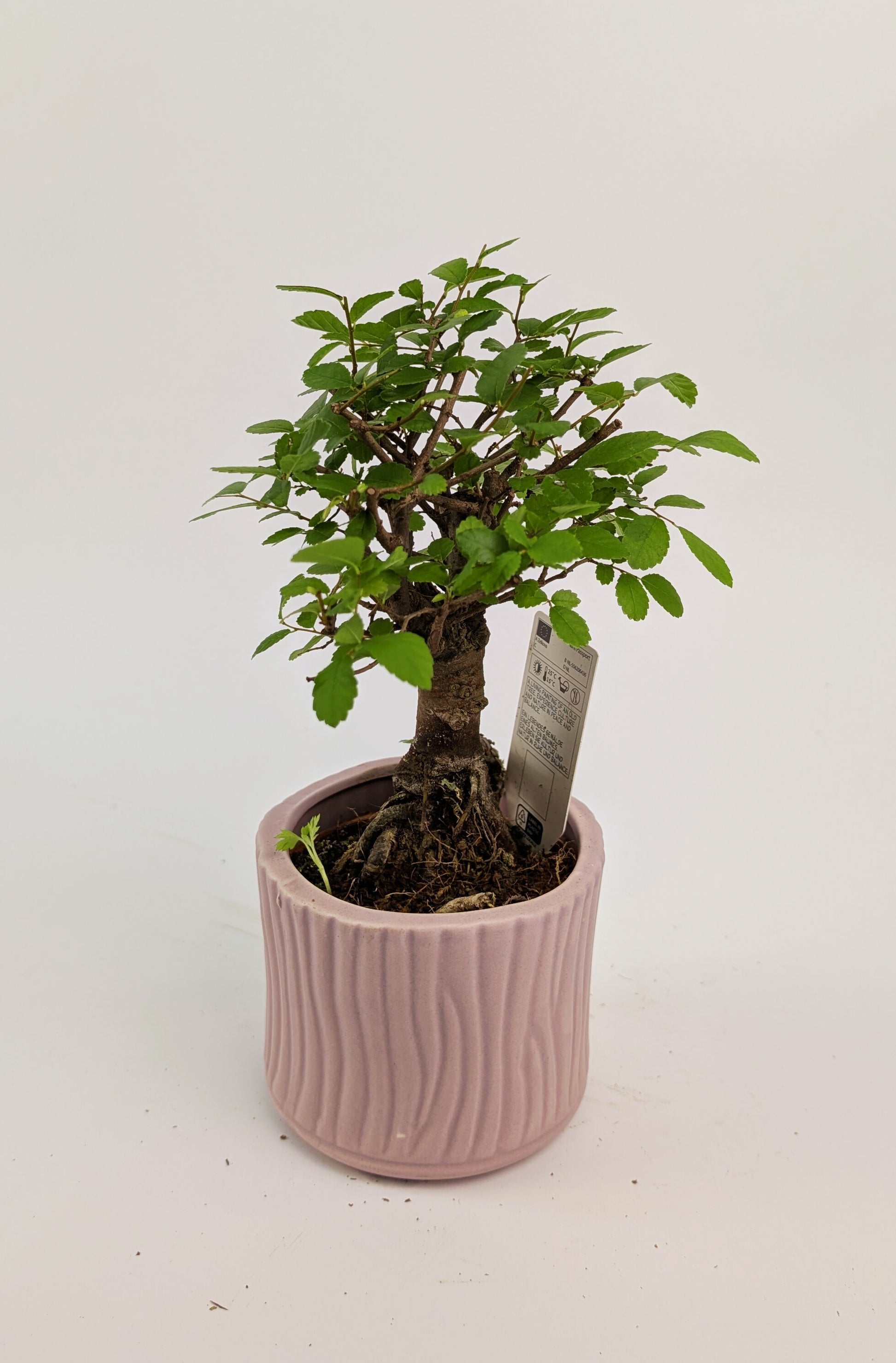 15 - 20cm Bonsai Zelkova Indoor Tree in 9cm Decorative Ceramic Pot