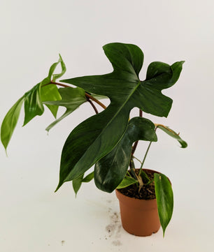 Philodendron Florida Green 12Ø 25cm