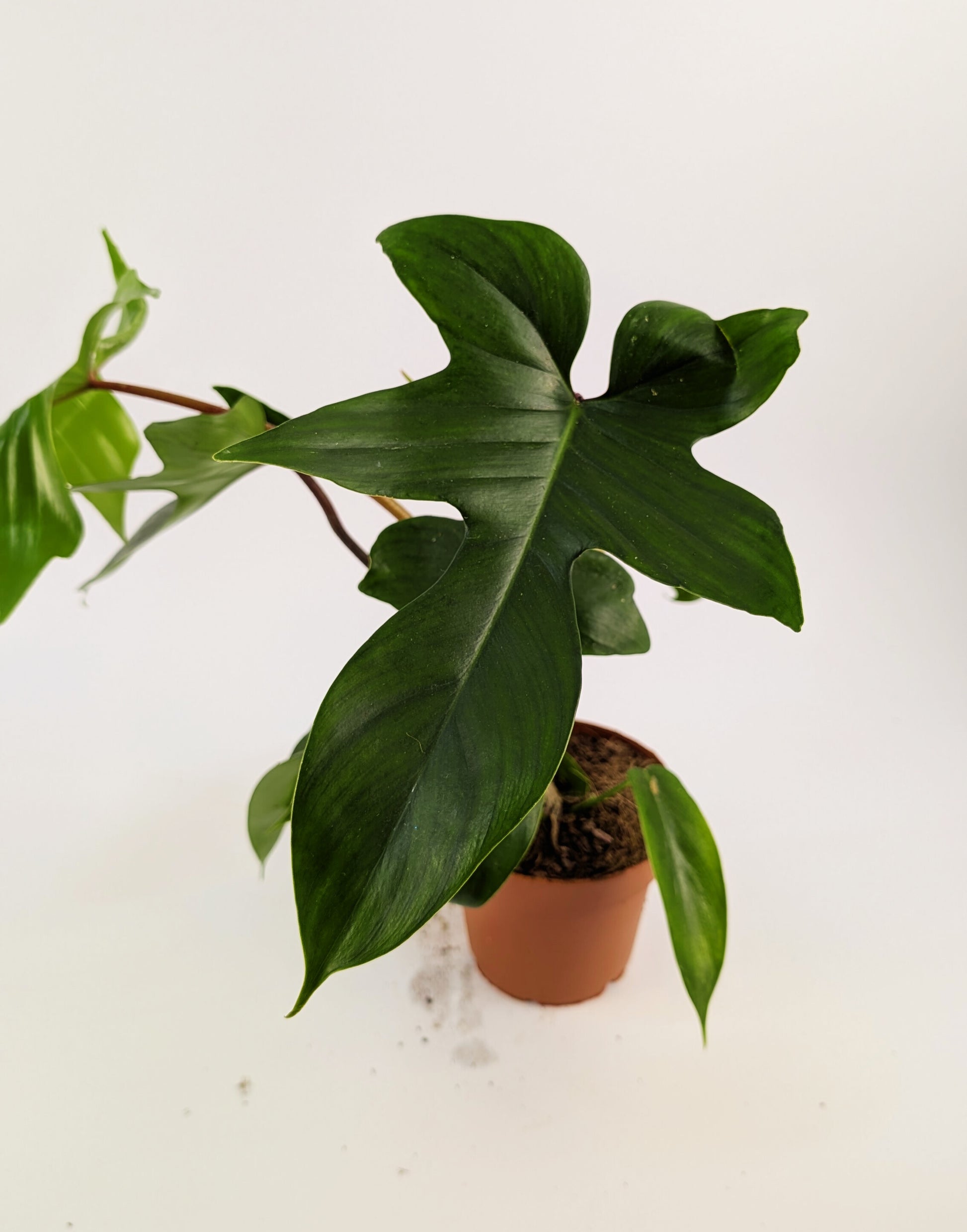 philodendron buy online uk Philodendron Florida Green 12Ø 25cm – The Plant Emporium
