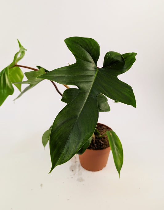 Philodendron Florida Green 12Ø 25cm