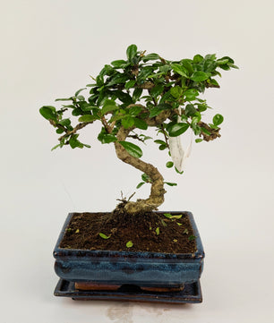 25 - 35cm Carmona Microphylla S-Type Bonsai Tree in 15cm Ceramic Pot