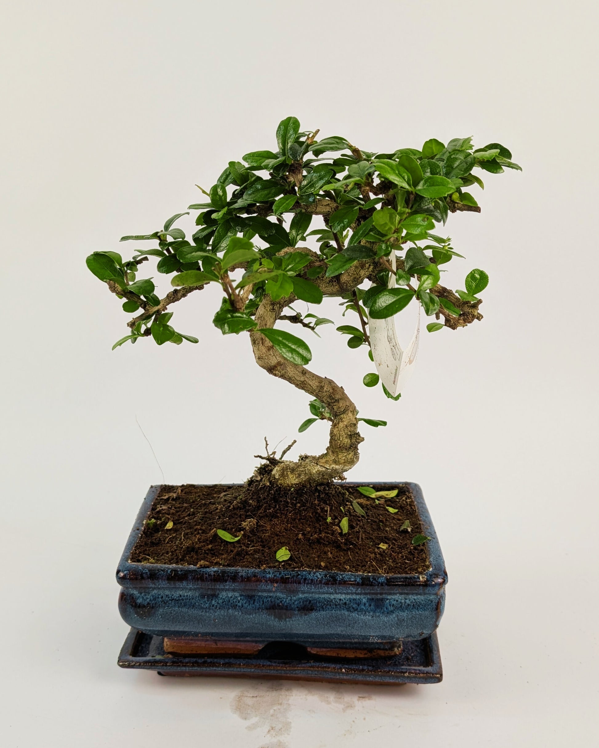 25 - 35cm Carmona Microphylla S-Type Bonsai Tree in 15cm Ceramic Pot