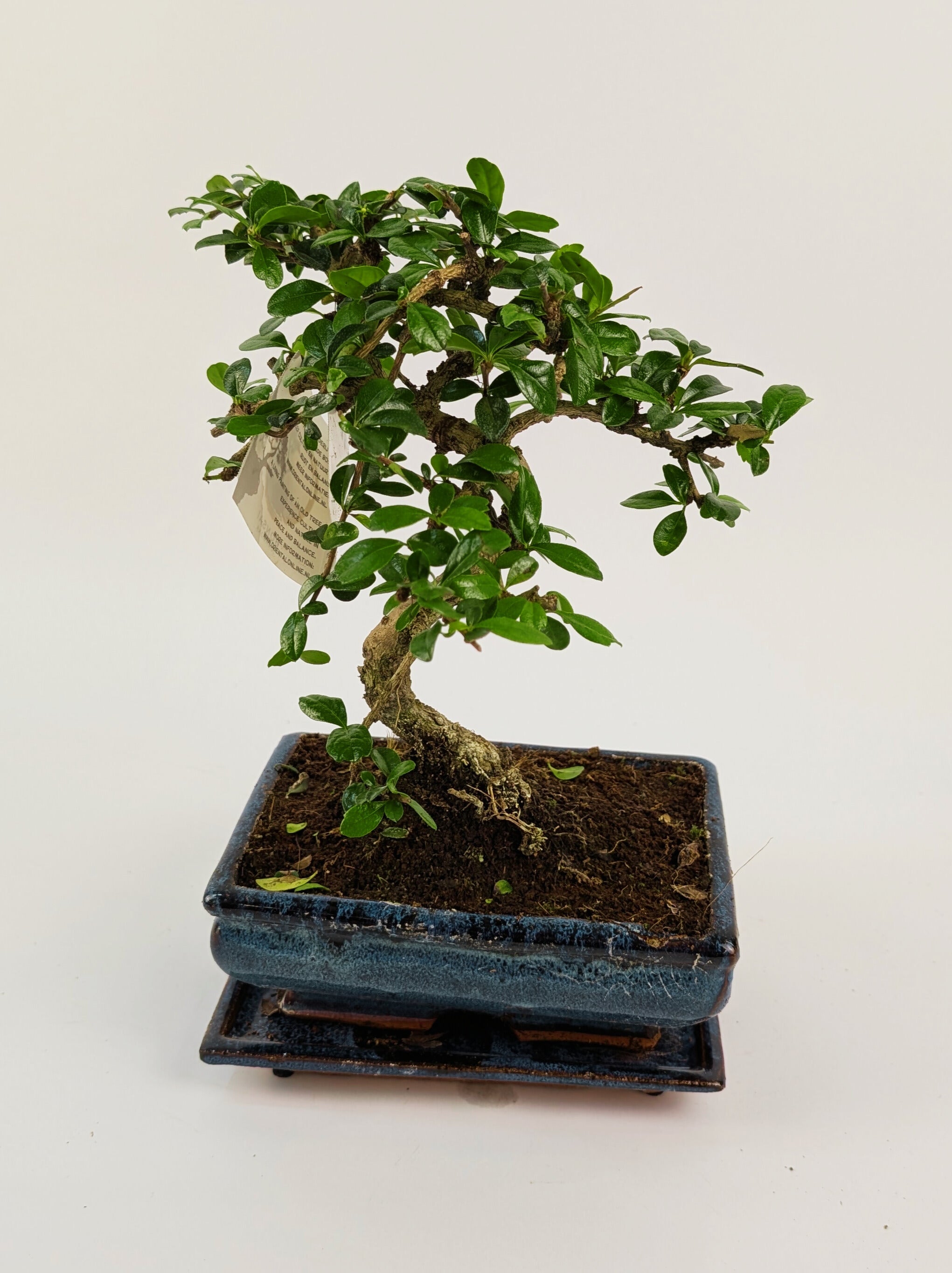 25 - 35cm Carmona Microphylla S-Type Bonsai Tree in 15cm Ceramic Pot ...