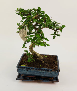 25 - 35cm Carmona Microphylla S-Type Bonsai Tree in 15cm Ceramic Pot