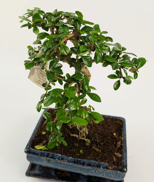 25 - 35cm Carmona Microphylla S-Type Bonsai Tree in 15cm Ceramic Pot