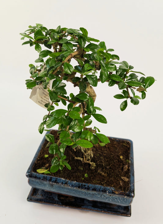 25 - 35cm Carmona Microphylla S-Type Bonsai Tree in 15cm Ceramic Pot