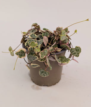 Variegated Ceropegia Woodii String of Hearts House Plant 9cm Pot