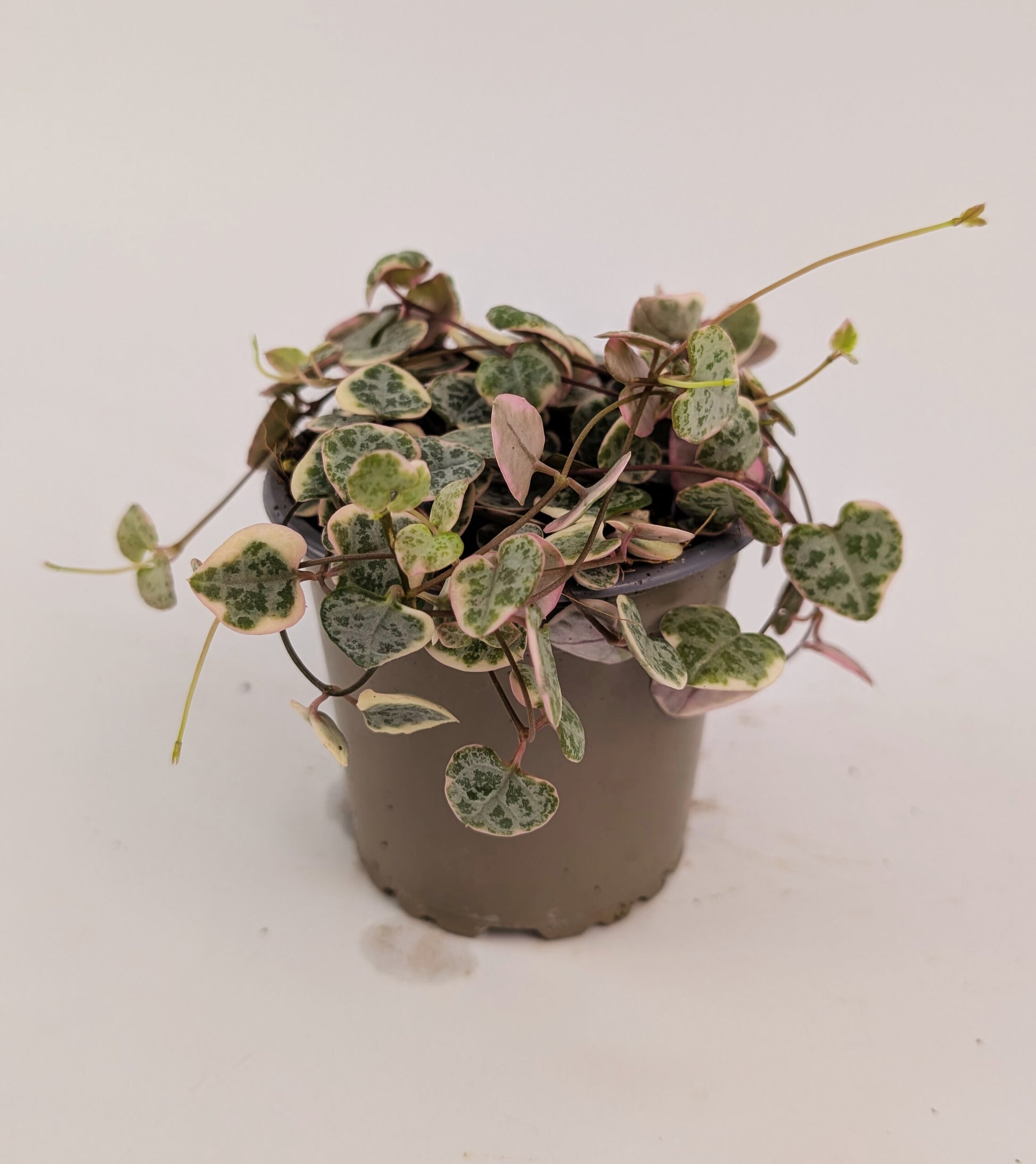 Variegated Ceropegia Woodii String of Hearts House Plant 9cm Pot