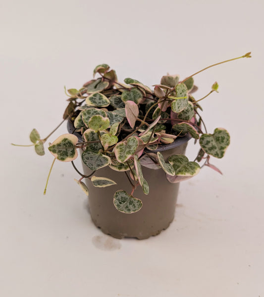 Variegated Ceropegia Woodii String of Hearts House Plant 9cm Pot