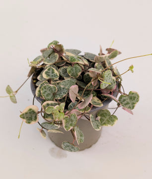 Variegated Ceropegia Woodii String of Hearts House Plant 9cm Pot