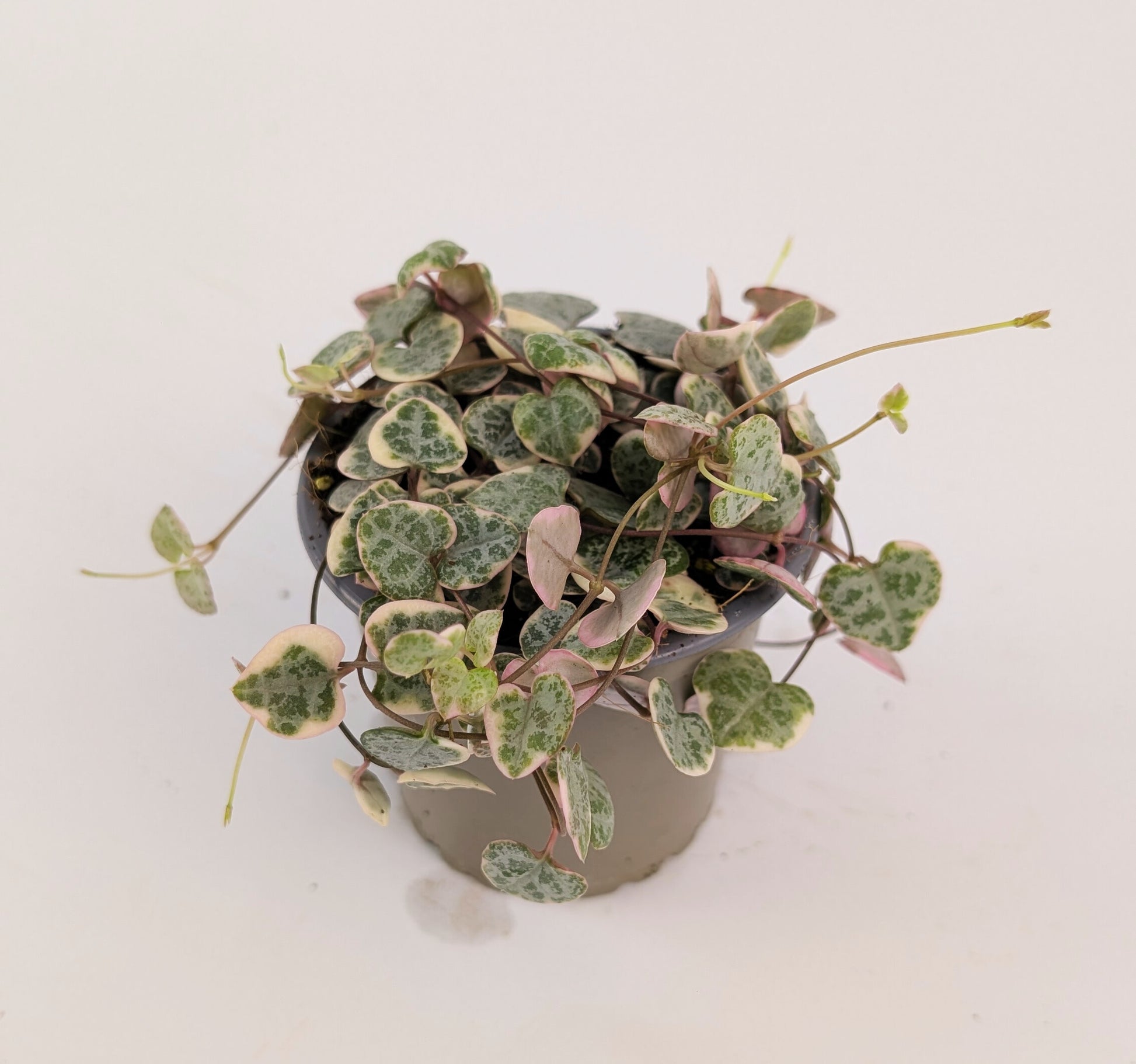 Variegated Ceropegia Woodii String of Hearts House Plant 9cm Pot