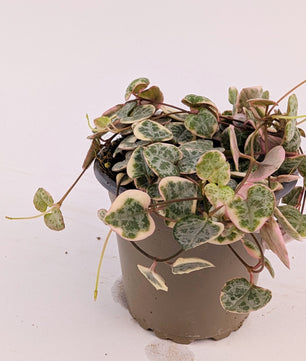 Variegated Ceropegia Woodii String of Hearts House Plant 9cm Pot