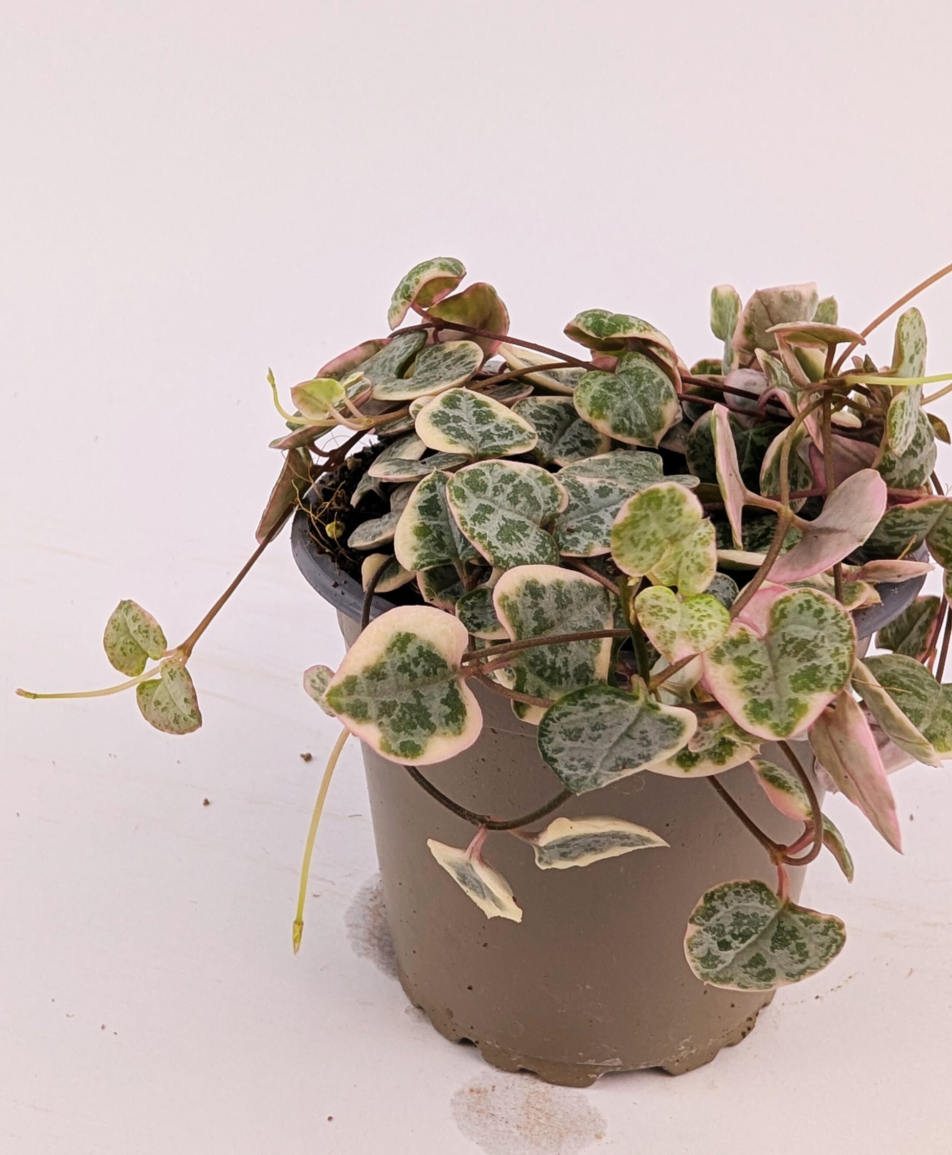 Variegated Ceropegia Woodii String of Hearts House Plant 9cm Pot