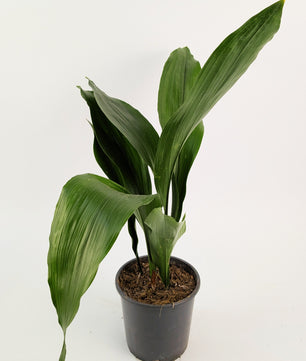 Aspidistra Elatior Cast Iron Plant 14cm Pot Houseplant