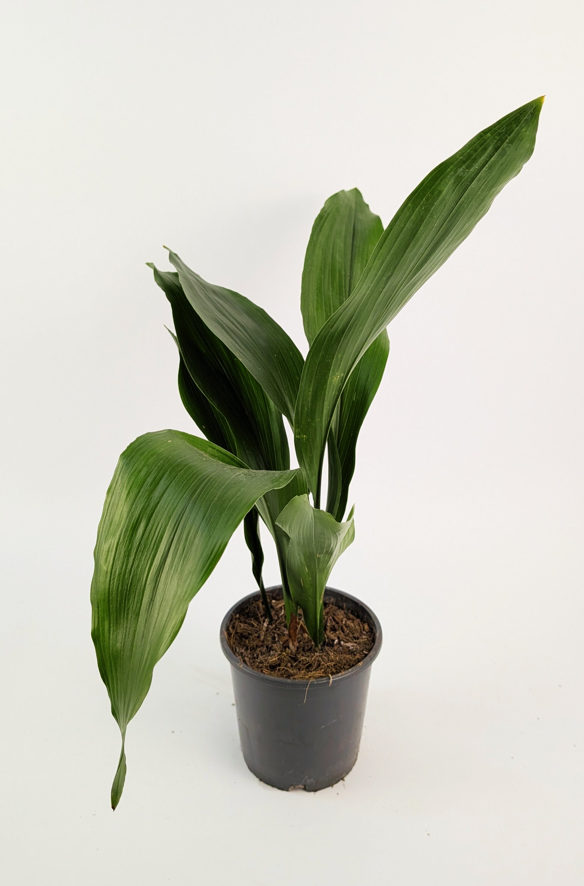 Aspidistra Elatior Cast Iron Plant 14cm Pot Houseplant