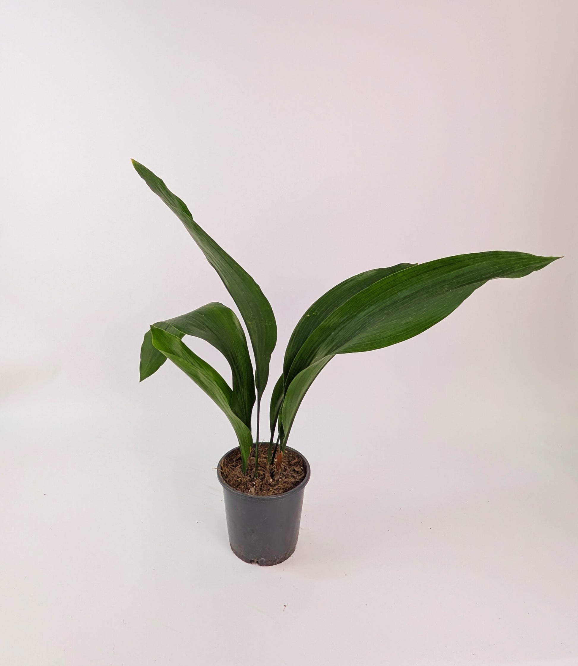 Aspidistra Elatior Cast Iron Plant 14cm Pot Houseplant