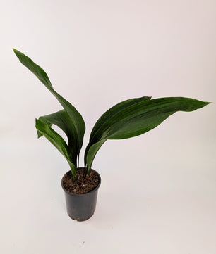 Aspidistra Elatior Cast Iron Plant 14cm Pot Houseplant