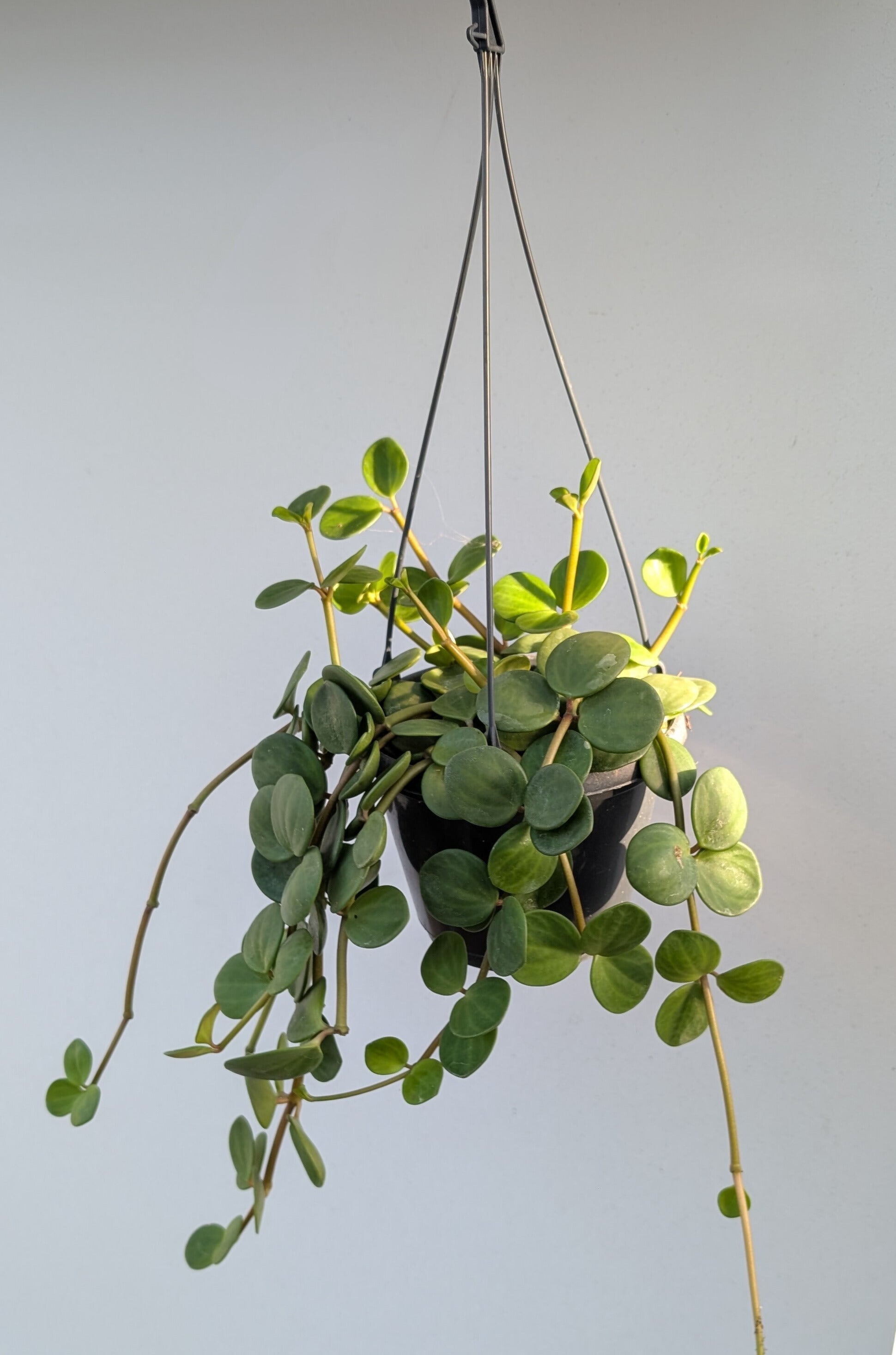Peperomia Hope 30cm in 14cm Hanging Pot