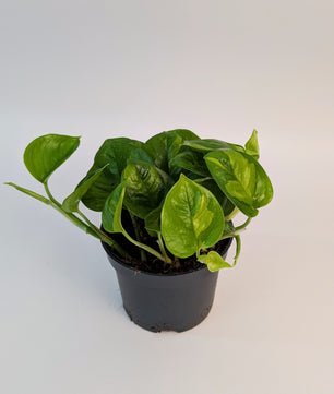 15 - 25cm Epipremnum Global Green Pothos 12cm Pot