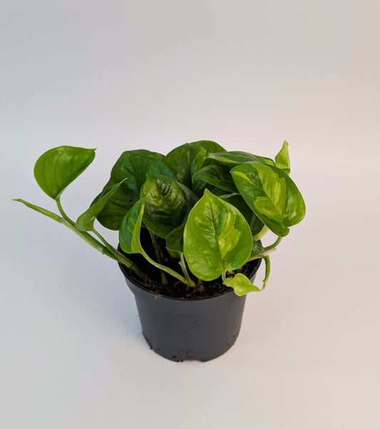 15 - 25cm Epipremnum Global Green Pothos 12cm Pot