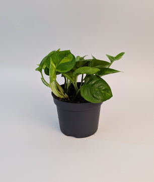 15 - 25cm Epipremnum Global Green Pothos 12cm Pot