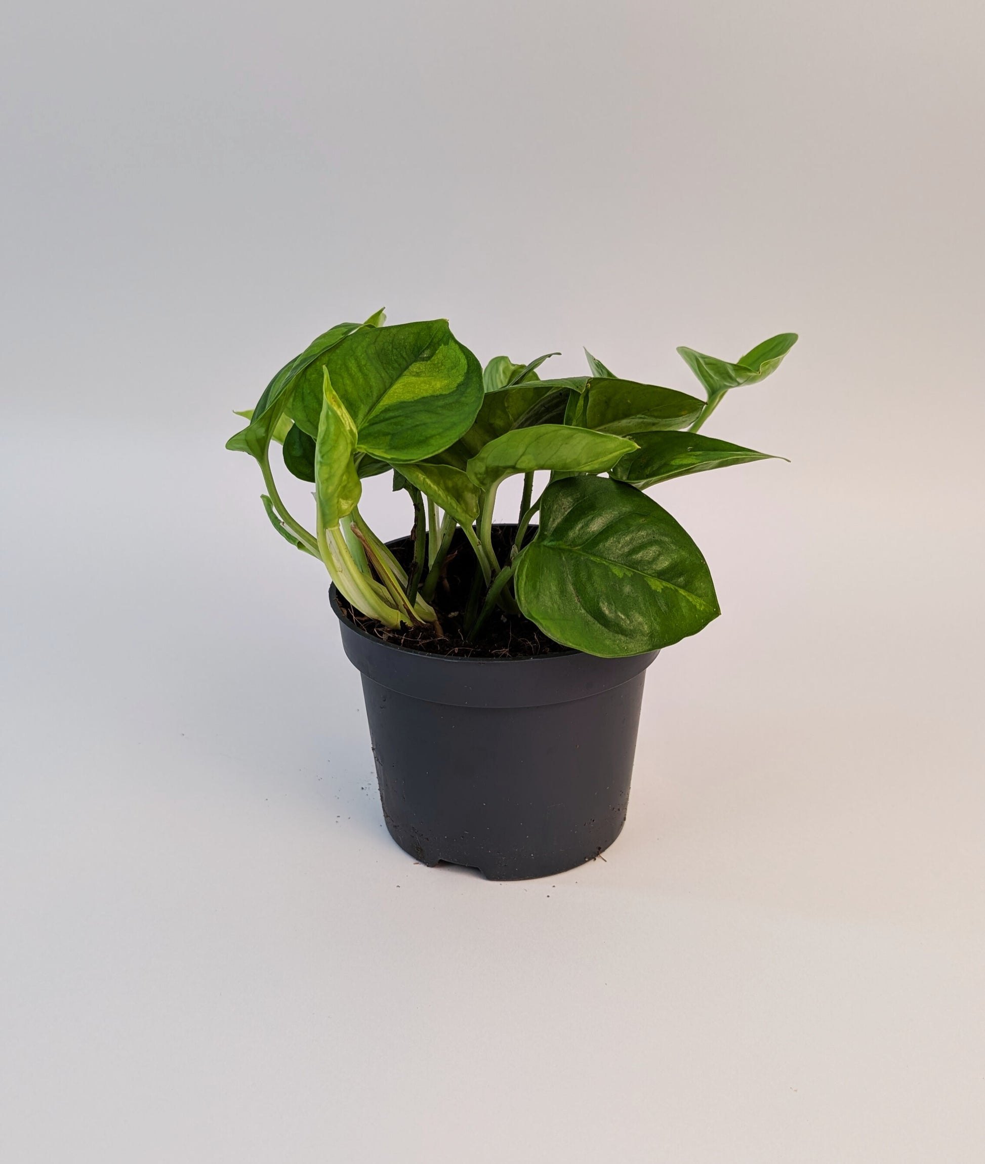 15 - 25cm Epipremnum Global Green Pothos 12cm Pot