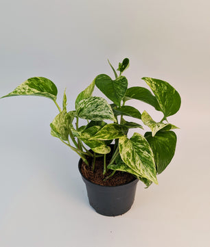 Epipremnum Marble Queen 12cm Pot Houseplant