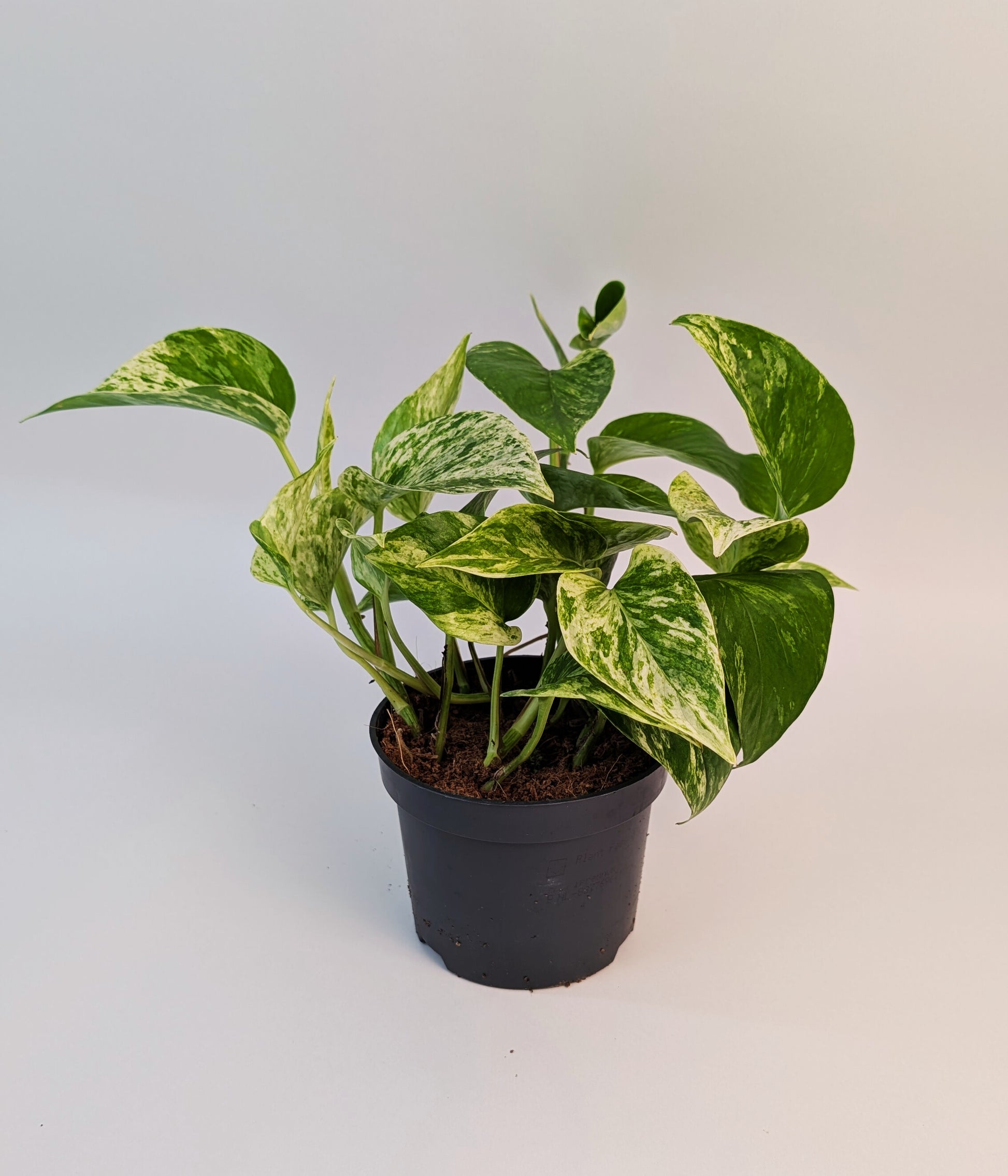 Epipremnum Marble Queen 12cm Pot Houseplant