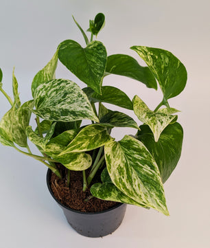 Epipremnum Marble Queen 12cm Pot Houseplant