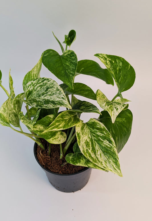 Epipremnum Marble Queen 12cm Pot Houseplant