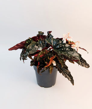 35cm Begonia Maculata Black Forest 14cm Pot House Plant
