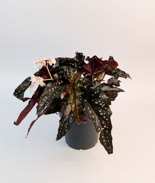 35cm Begonia Maculata Black Forest 14cm Pot House Plant