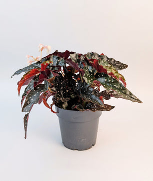 35cm Begonia Maculata Black Forest 14cm Pot House Plant