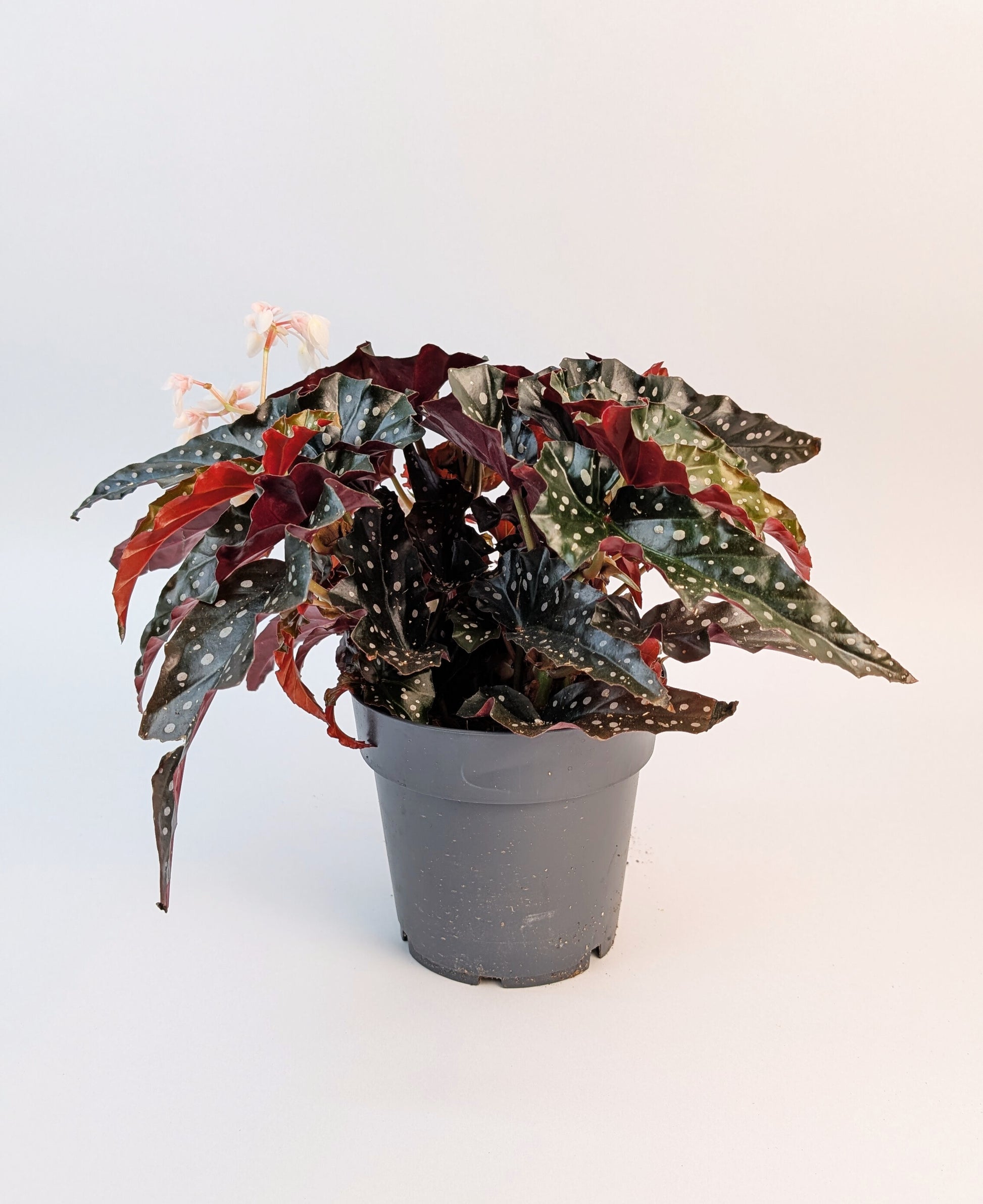35cm Begonia Maculata Black Forest 14cm Pot House Plant
