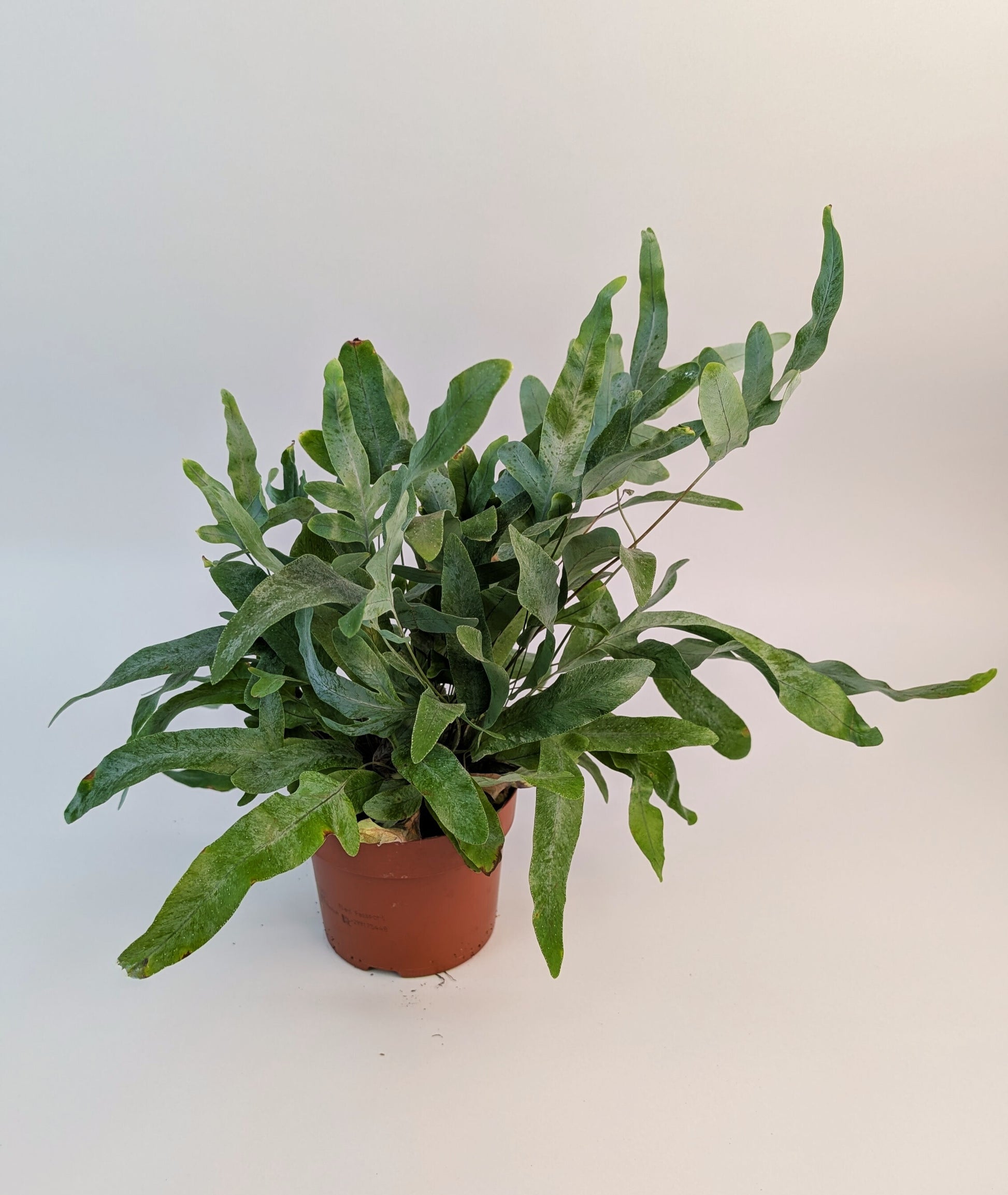 Phlebodium Blue Star Fern 12cm